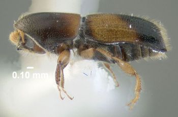Media type: image;   Entomology 604568 Aspect: habitus lateral view